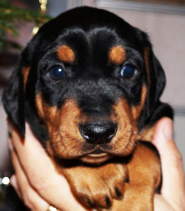 Pinscher * Xélanc Incredible Ivanhoe 5 veckor